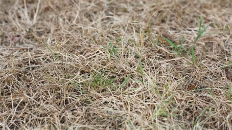 brown grass over distribution box|Understanding the Causes of Dead Grass Over Your .